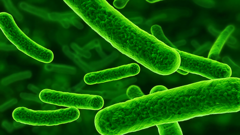 Lactobacillus plantarum: un aliado esencial para la salud intestinal y el bienestar integral