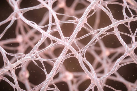 Colágeno y elastina marinos: el secreto que le da firmeza a tu piel desde dentro