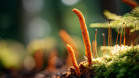 Cordyceps: Energía, Resistencia y Rendimiento