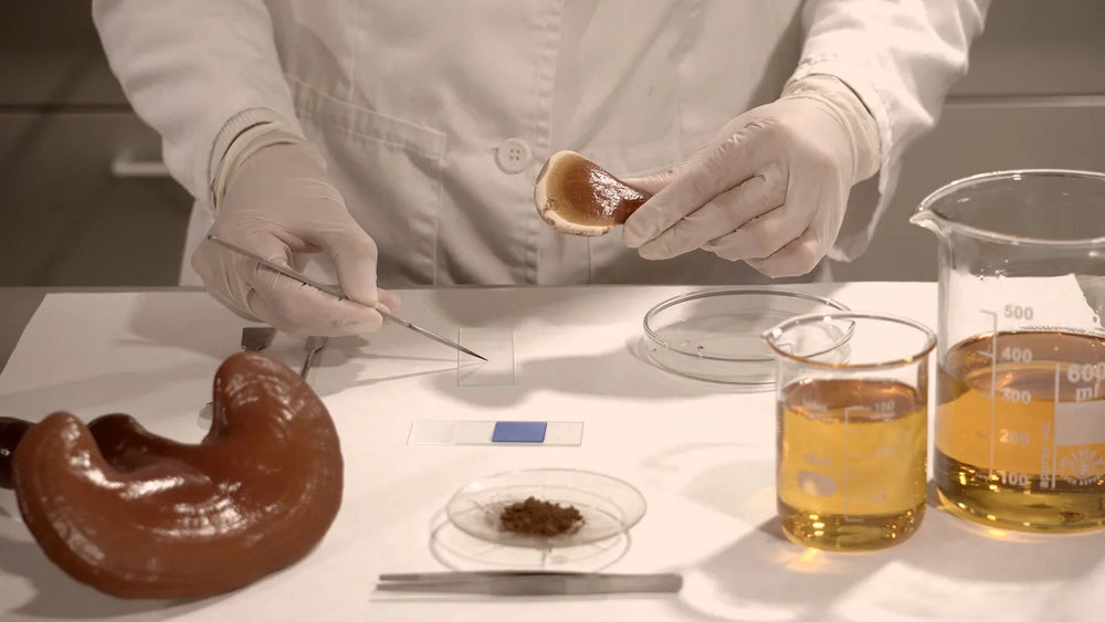Optimum Health, el nuevo producto de Hifas da Terra con el que alcanza el bienestar físico y mental completo