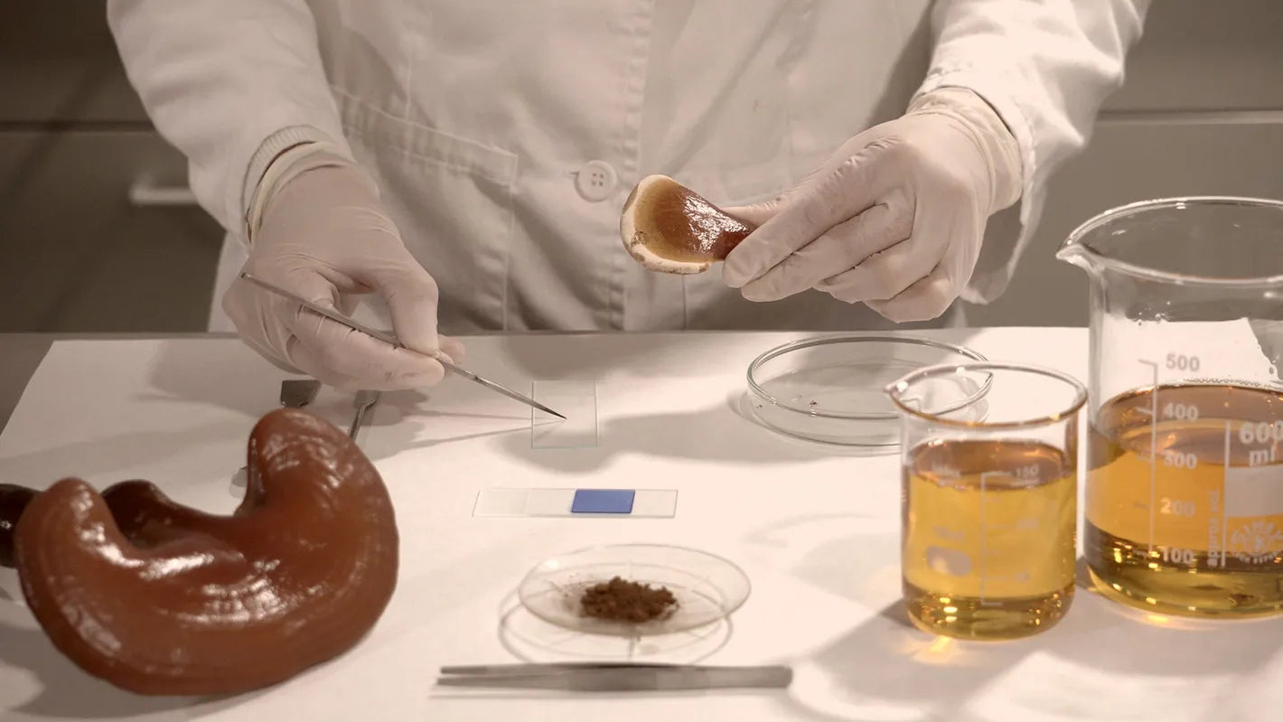 Optimum Health, el nuevo producto de Hifas da Terra con el que alcanza el bienestar físico y mental completo
