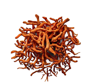 Cordyceps