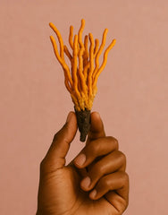Cordyceps