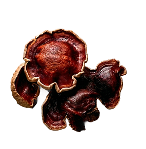 Reishi