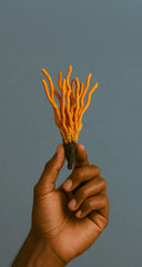 Cordyceps