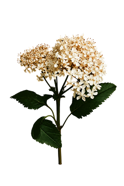 Flor de saúco