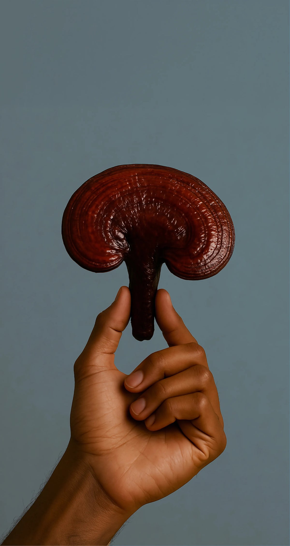 Reishi